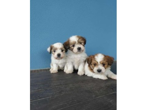 Maltipoo yavrular
