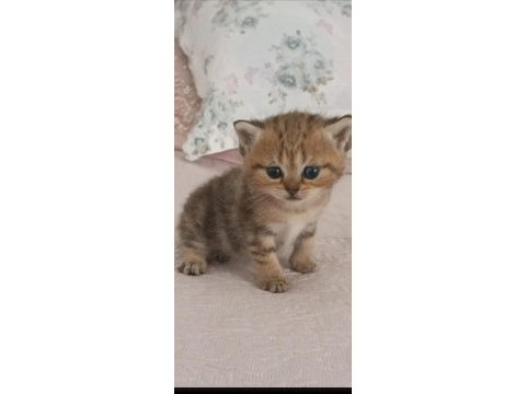 British shorthair silver safkan