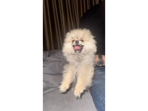 2.5 aylık erkek pomeranian köpeği