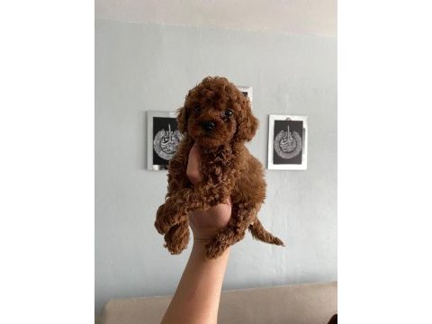 Poodle yavrularım ailelerini bekliyor