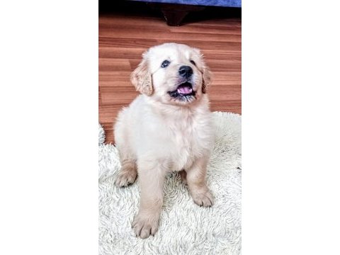 Çok sevimli golden yavrularımız istanbul da