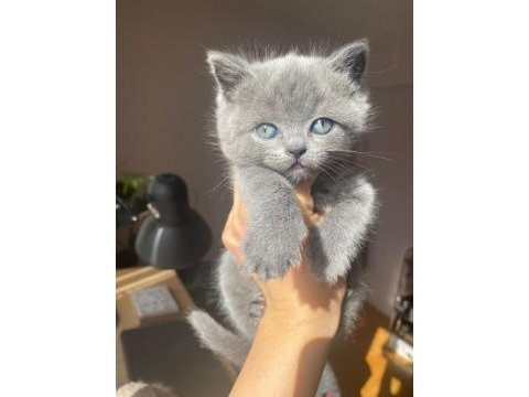 Scottish blue ve blue point yavrular nadir güzellik