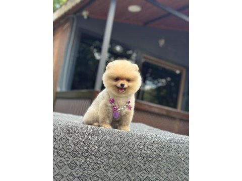 Sağlık ve ırk garantili pomeranian köpeğimiz