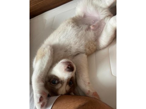 Orjinal erkek husky