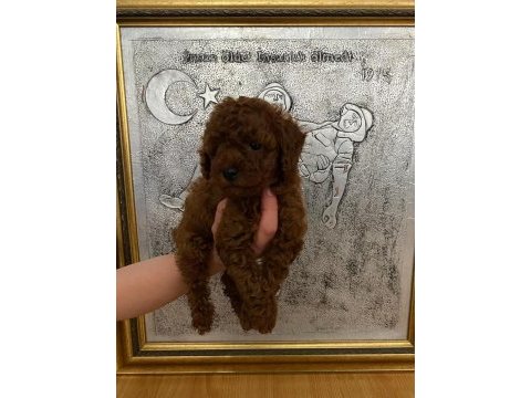 Red brown poodle yavrularim ev doğumlu