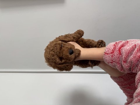Toy poodle 3 erkek