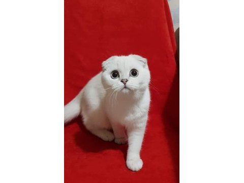 Scottish fold safkan yavrular