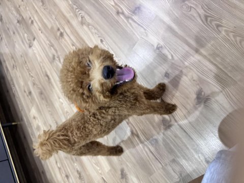 Toy poodle 8,5 aylık