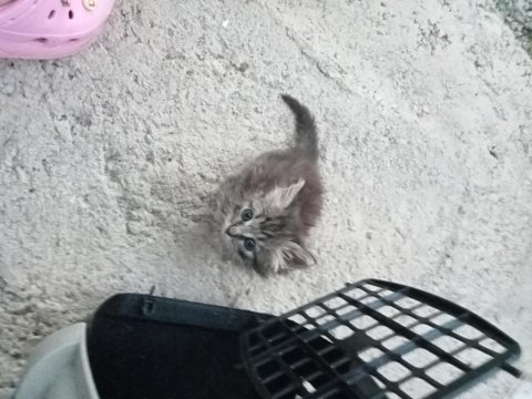 Ömürlük yuvalarını arıyorlar tekir