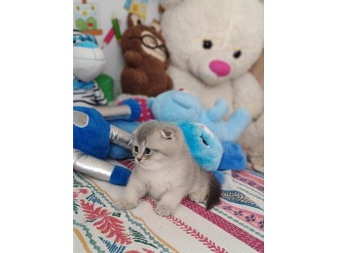 Scottish fold ve british yavru kediler