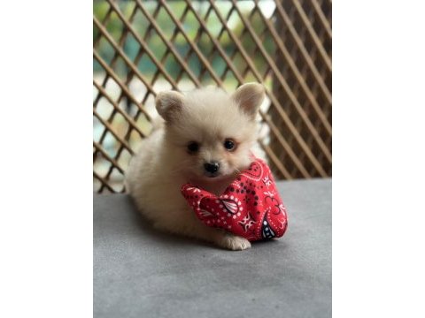 Pomeranian boo yavrumuz