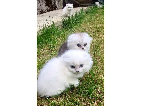 Akkuş üretim çiftliğinden scottish fold yavruları