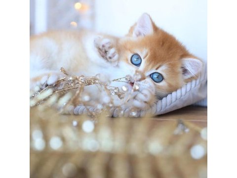 Manken gibi golden british shorthair 