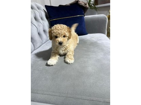 Veterinerden kontrollü f1 ve kore maltipoo
