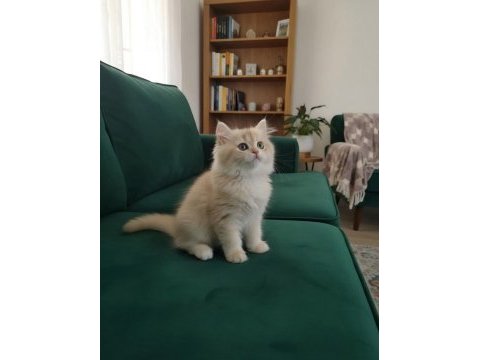British longhair ve shorthair