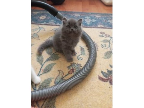 50 günlük british shorthair