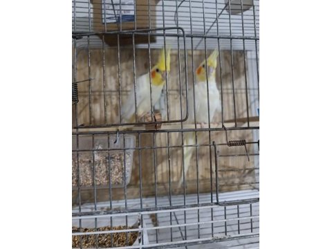 Sultan papağanı 3 adet