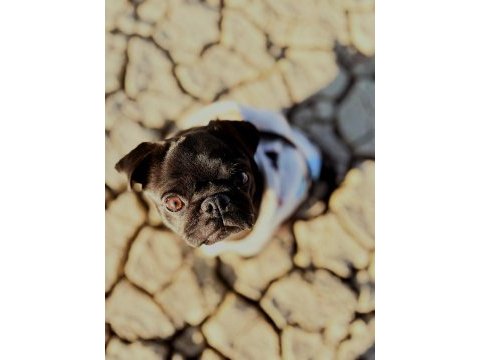 Malatya pug köpeğimiz