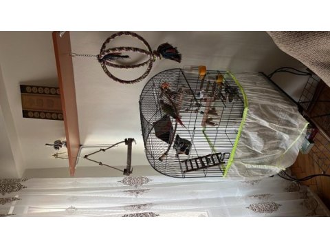 El besleme büyütülmüş konuşan pineapple konur