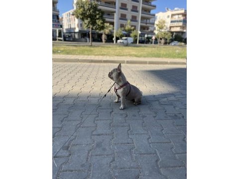 Köpeğimiz mia hanım yeni yuvasını arıyor