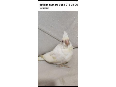 Satılık sultan papağanı albino lutino wifi