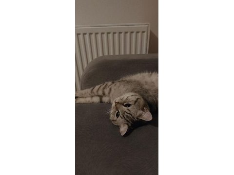 British shorthair oğlumu ücretsiz sahiplendiriyorum
