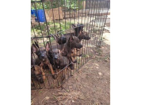 Kara kafa malinois bebekler