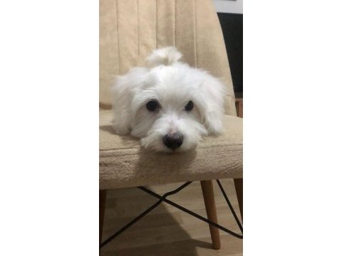 6 aylık aşılı temel eğitimli