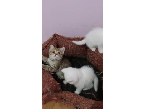 British shorthair yavrularımız sahiplendirilecek