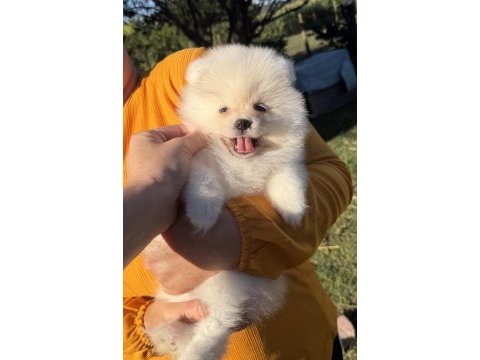 Gülen yüz kusursuz karbeyaz dişi pomeranian boo