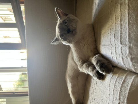 6 aylık kızıma yuva arıyorum british shorthair