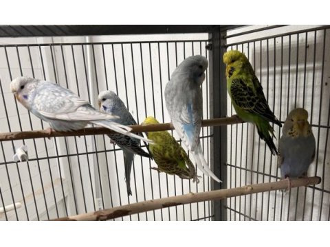 Rengarenk jumbo muhabbet kuşu yavrular