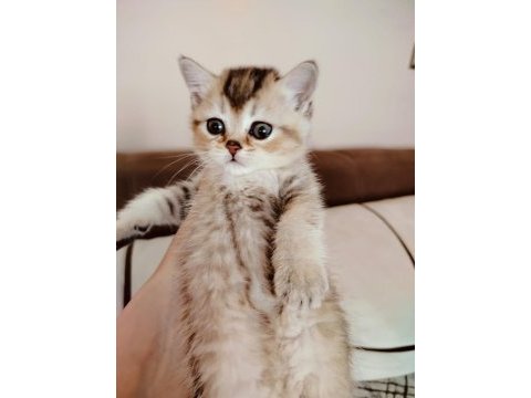 British shorthair yavrumuz teslime hazır
