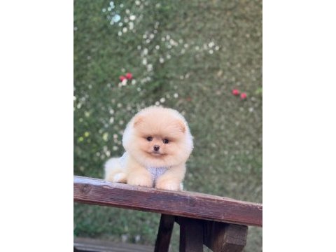 Irk ve sağlık garantili pomeranian boo köpeği