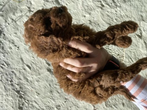 Uygun verilecek 60 günlük dişi ve erkek poodle