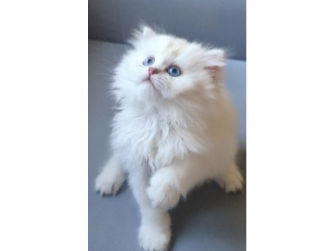 British longhair gökyüzünün en güzel tonu bu gözlerde