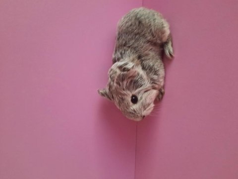 Safkan sheltie ginepig yavrular
