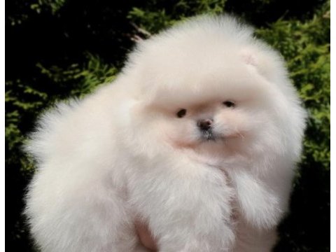 Ayı suratlı orijinal boo yavrular garantili taksitle