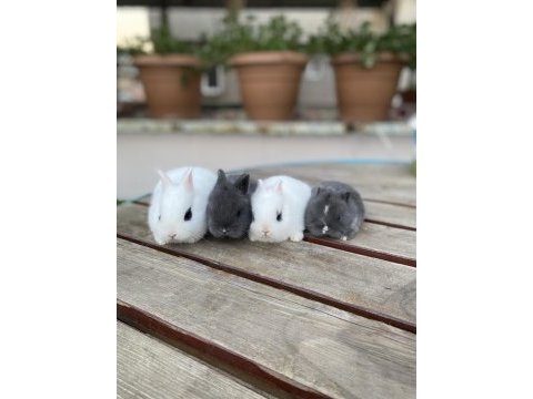 Hollanda lop ve teddy lop tavşan yavrularımız