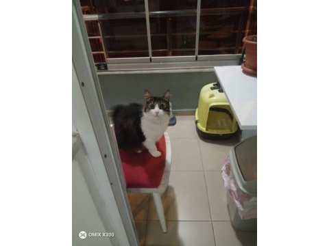 Kısırlaştırılmış tekir yuvasını arıyor