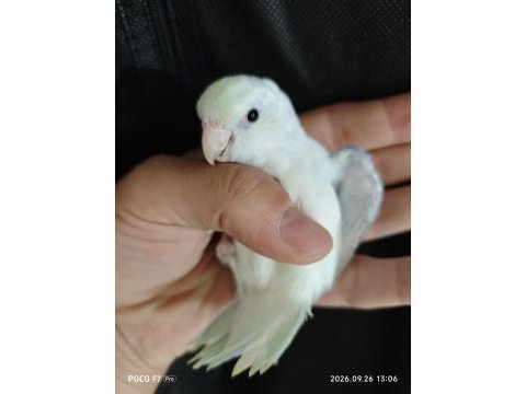 Yavru forpus