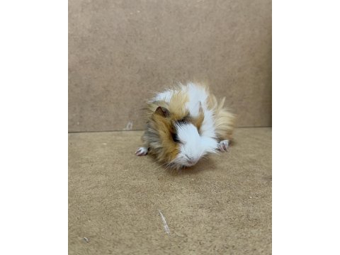 Ginepig yavru gün içi gönderim sağlanmakta
