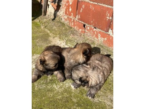 Pekinez yavru köpekler