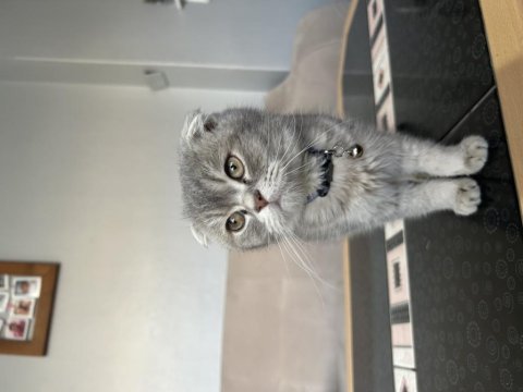 10 aylık erkek scottish fold tabby