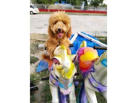 Erkek toy poodle