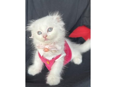 Scottish fold mavi gözlü