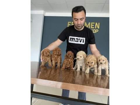 Efsane toy poodle yavrular mağazamızda canlı görün