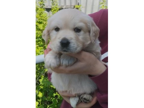 Golden retriever yavrular için ulaşabilirsiniz