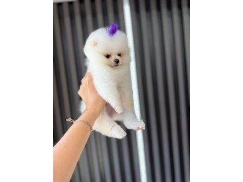 Orjinal pomeranian boo