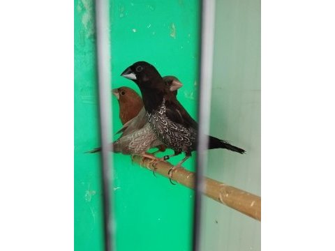 Mokka bengal ispinozu yarışma vasıflı çiftler